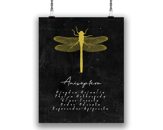 Dragonfly Insect Art Print, Entomology Decor for Bug Lovers